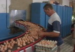 Выживает крупнейший? Харьковские птицефабрики боятся монополизации рынка и предупреждают о росте цен на яйца