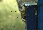 В Купянском районе сгорели 10 ульев с пчелами
