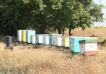 Трудовые праздники пчеловодов. Как отмечают профессиональный День харьковские пасечники