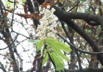 В Харькове цветут каштаны! Специалисты говорят о смене климатического пояса