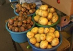 Неурожай или очередная паника? В Украине дорожает картофель