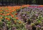 В этом году в Харькове высадили почти 2,5 тысячи деревьев и в тысячу раз больше цветов