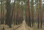 Ведомственные леса отдадут лесничим