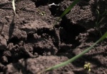 Харьковским аграриям компенсируют потери от суровой зимы и жаркого лета