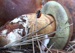 Сезон «тихой охоты»: в МЧС рассказали, как не пострадать от грибов