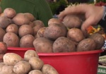 Минэкономики: Дефицита картофеля в Украине не будет