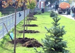Возле Дома проектов высадили новые деревья