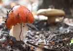 За три дня в Харьковской области отравившихся грибами больше, чем за весь прошлый год