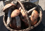 С начала года в Харьковской области более 20 человек отравились грибами