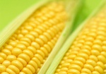 В этом году урожай кукурузы вырос в четыре раза