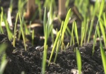 На Харьковщине посеяли 96% озимых. Аграрии ждут хороший урожай