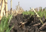 Аграрии Харьковщины в этом году засеяли на 50 тысяч гектаров озимых больше, чем в прошлом