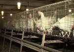 АМКУ требует снизить цены на мясо птицы