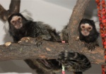 Коллекцию Харьковского зоопарка пополнили самые маленькие обезьянки на Земле