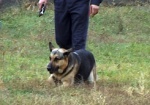 Напасть на след и раскрыть преступление. К Евро-2012 в Харькове увеличат «штат» служебных собак