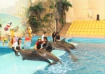Записаться на прием к дельфину. Харьковским малышам помогают «подводные врачи»