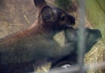 Взгляд на мир из материнской сумки. В Харьковском зоопарке появились кенгурята