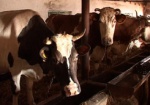 В Харьковской области все меньше коров
