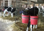 В следующем году в области хотят резко увеличить поголовье коров