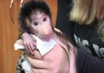 Мама для обезьянки. В Харьковском зоопарке выхаживают маленькую Софиту