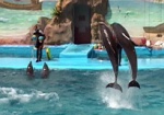 Защитники животных требуют закрыть харьковский дельфинарий