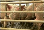 Не все районы Харьковщины готовы к возможной вспышке африканской чумы свиней