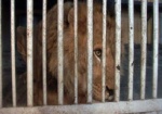 Годовщина спасения. Как живется льву Симбе в Харьковской зоопарке?