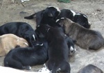 Домашним животным - сделать прививки, бездомных - усыпить. Карантин в Дзержинском районе продлится до апреля