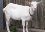 Покупка козы обернулась для жителя области угоном его авто
