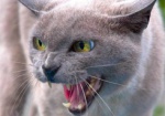 Харьковские санврачи снова выявили бешенство у домашней кошки. Во Фрунзенском районе введен карантин