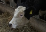 Добкин: Разводить крупный рогатый скот скоро будет выгодно