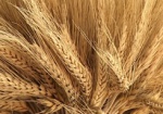 Михаил Добкин: Компенсации за выращенное зерно будут перерасчитывать