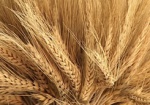 Харьковская область полностью обеспечена семенами зерновых культур