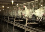 Птицеводы: С апреля в области нечем будет кормить кур