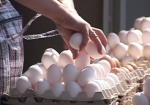 В Харьковской области куриные яйца могут подорожать в два раза