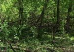 Прокуратура выявила незаконное выделение земли в Печенежском лесничестве