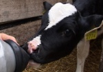 Харьковщина не обеспечивает себя молоком и мясом. Областной совет хочет поддержать животноводов