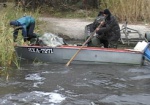 Около 100 тонн рыбы погибло в пруду Близнюковского района
