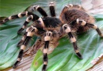 В харьковском зоопарке открывается выставка экзотических пауков