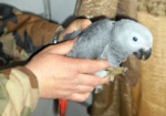 Харьковчане хотели нелегально вывезти в Россию попугаев и сову