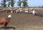 Государство поможет сельхозпредприятиям строить животноводческие комплексы