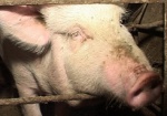 В области усиливают меры профилактики африканской чумы свиней