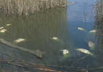 На грани экологической катастрофы. В Близнюковском районе в пруду вымерла вся рыба