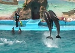 Дети-чернобыльцы из области бесплатно сходят в дельфинарий