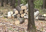 На Харьковщине незаконно вырубили деревья в лесозащитной полосе