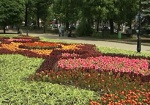 В Харькове высадили почти 600 тысяч цветов