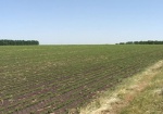 В Украине может подорожать аренда сельхозугодий