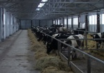 В Харьковскую область начали поступать деньги на возмещение затрат животноводческих хозяйств