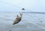 ВО «Свобода» просит облсовет встать на защиту Краснооскольского рыбхоза
