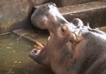 Харьковский бегемот сменил пол. Спустя 20 лет выяснилось, что в зоопарке живет самка